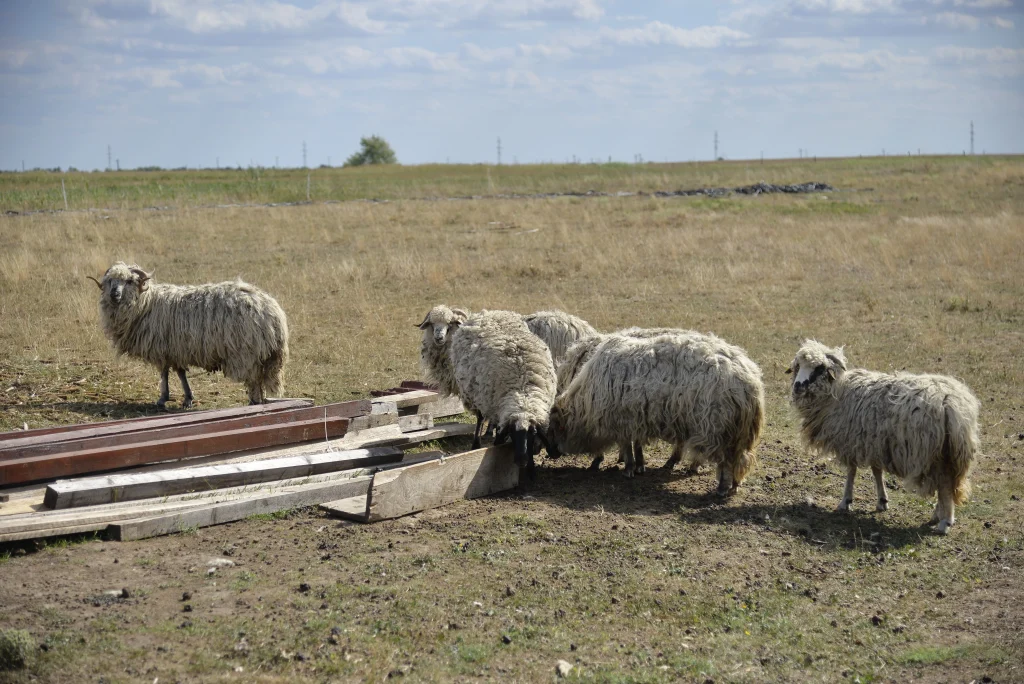 Condeescu Raul Romulus, producător legume, crescător păsări și ovine, apicultor