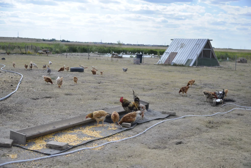 Condeescu Raul Romulus, producător legume, crescător păsări și ovine, apicultor