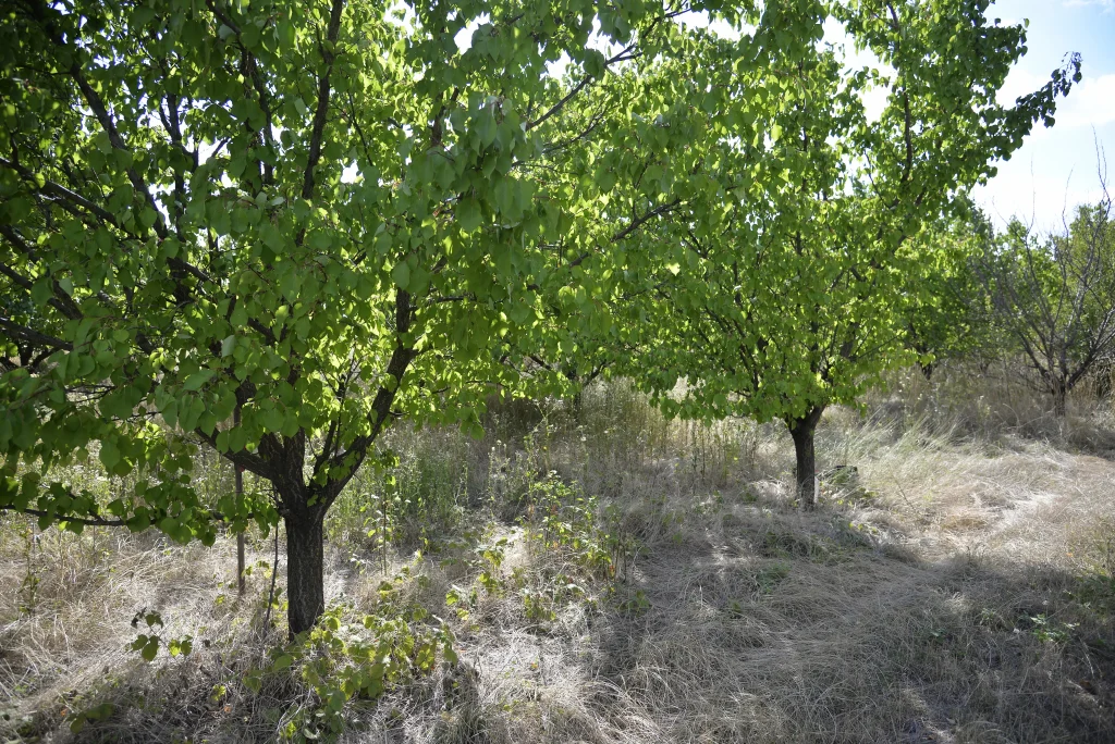 Iovi Aurelia, producător de fructe