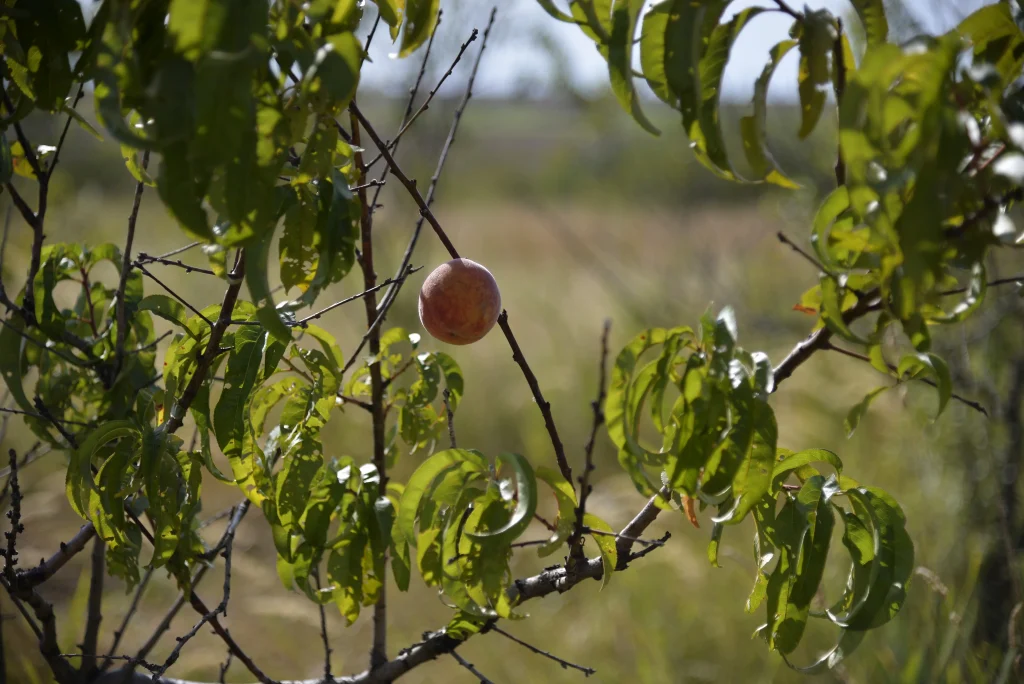 Iovi Aurelia, producător de fructe
