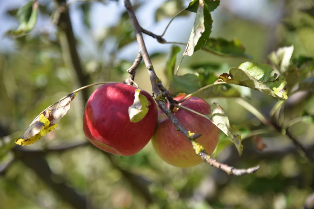 Iovi Aurelia, producător de fructe