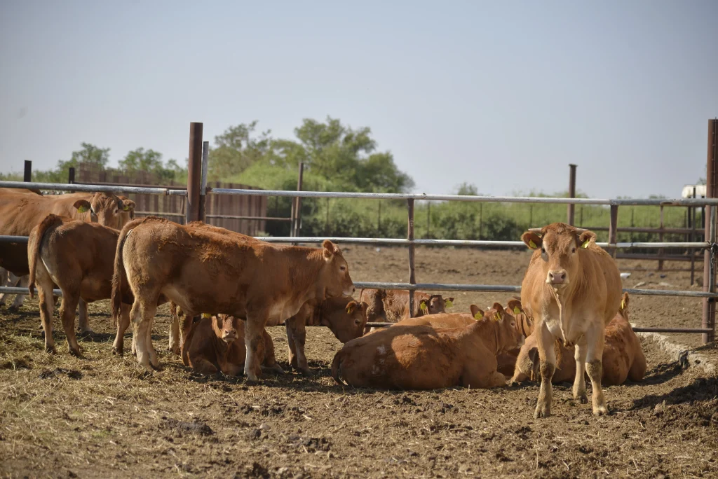 Gui David, crescător de bovine