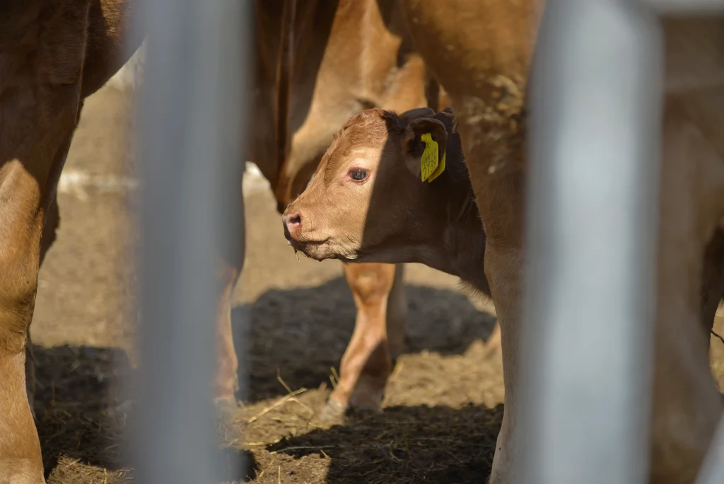 Gui David, crescător de bovine