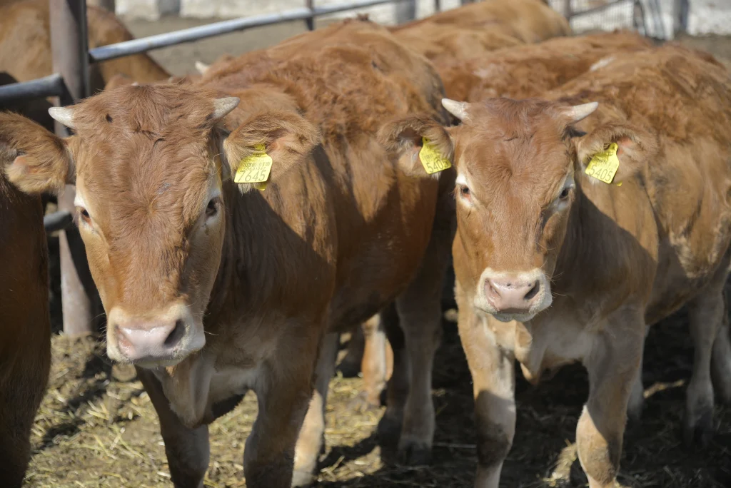 Gui David, crescător de bovine