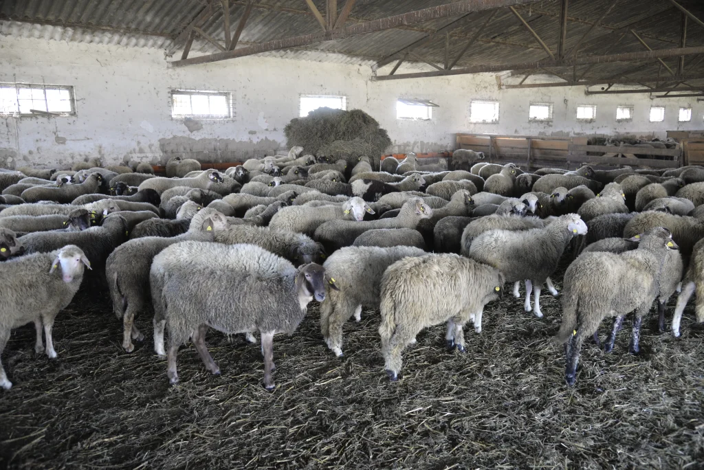 Ban Nicolae, crescător de ovine