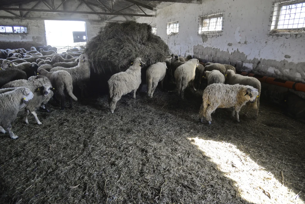 Ban Nicolae, crescător de ovine