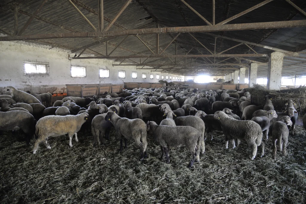 Ban Nicolae, crescător de ovine