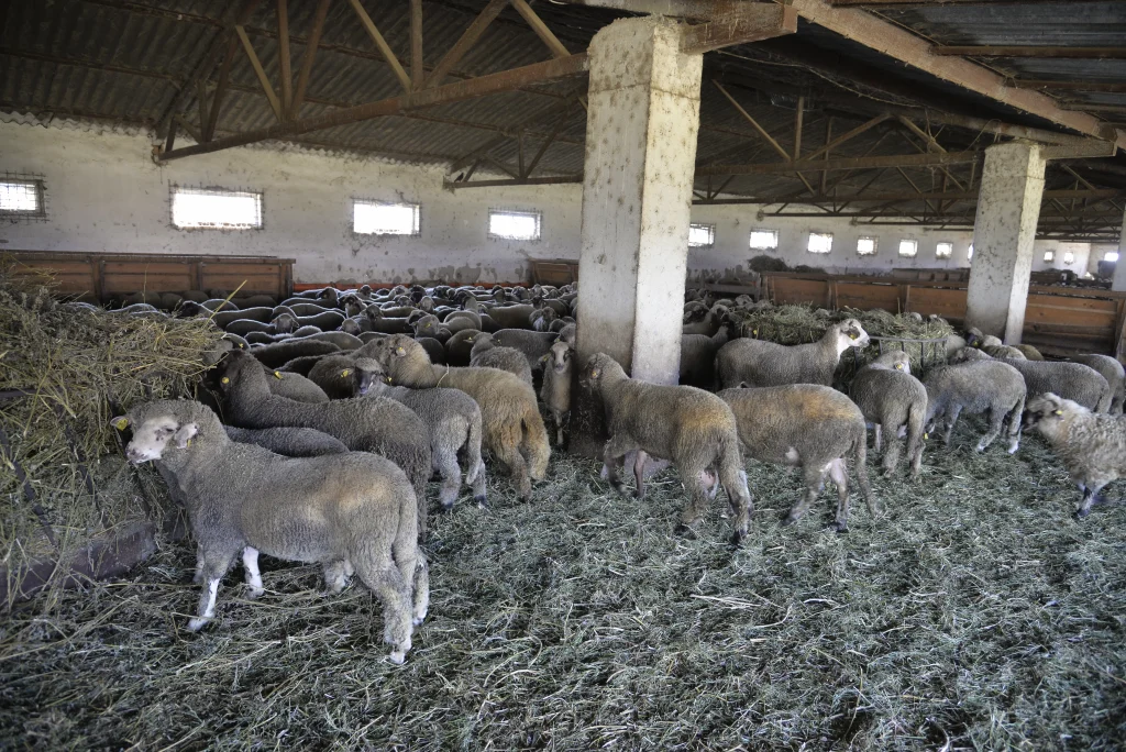 Ban Nicolae, crescător de ovine