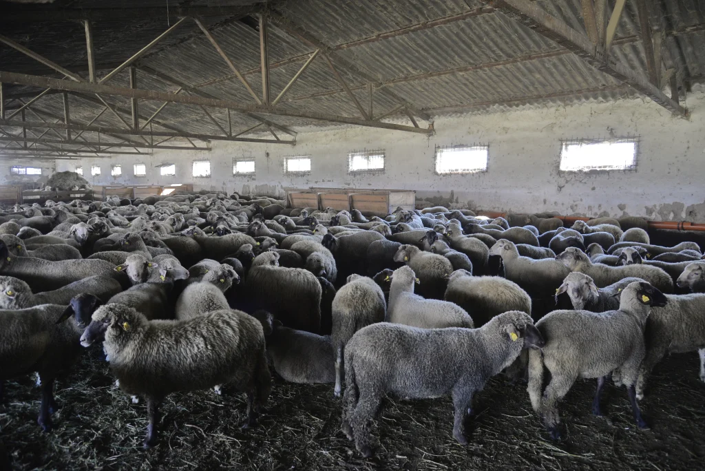 Ban Nicolae, crescător de ovine