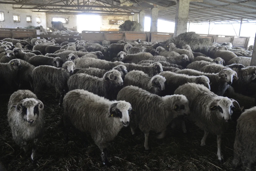 Ban Nicolae, crescător de ovine