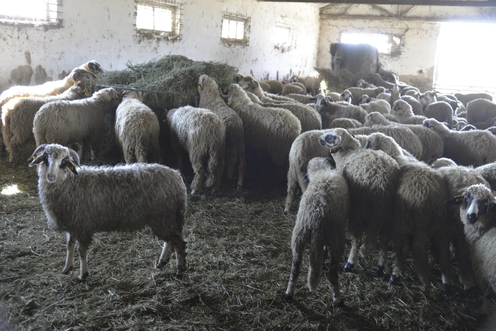 Ban Nicolae, crescător de ovine