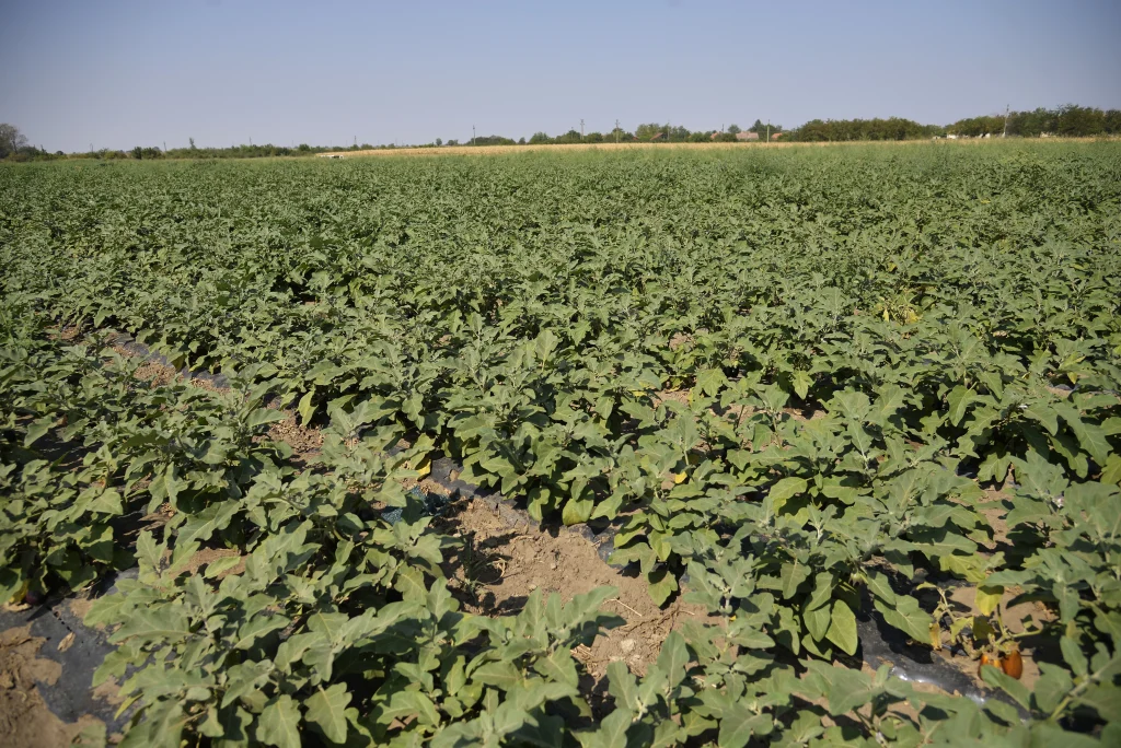 S.C. AGRO-TER DAMAF S.R.L.