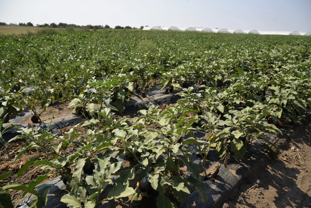 S.C. AGRO-TER DAMAF S.R.L.