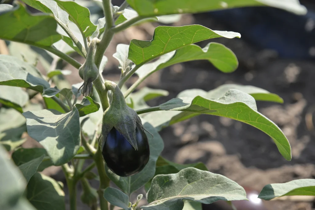 S.C. AGRO-TER DAMAF S.R.L.