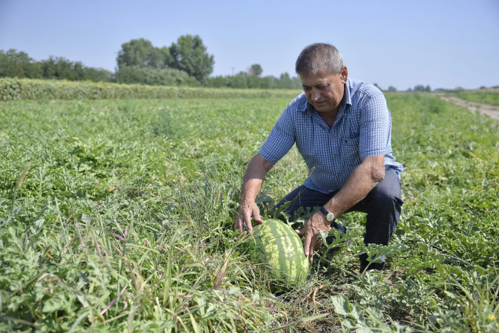 Lungu Mihail, producător de legume
