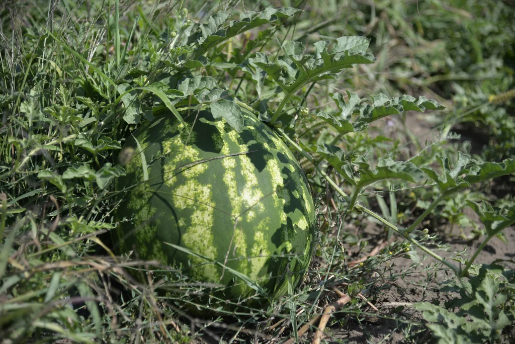 Lungu Mihail, producător de legume