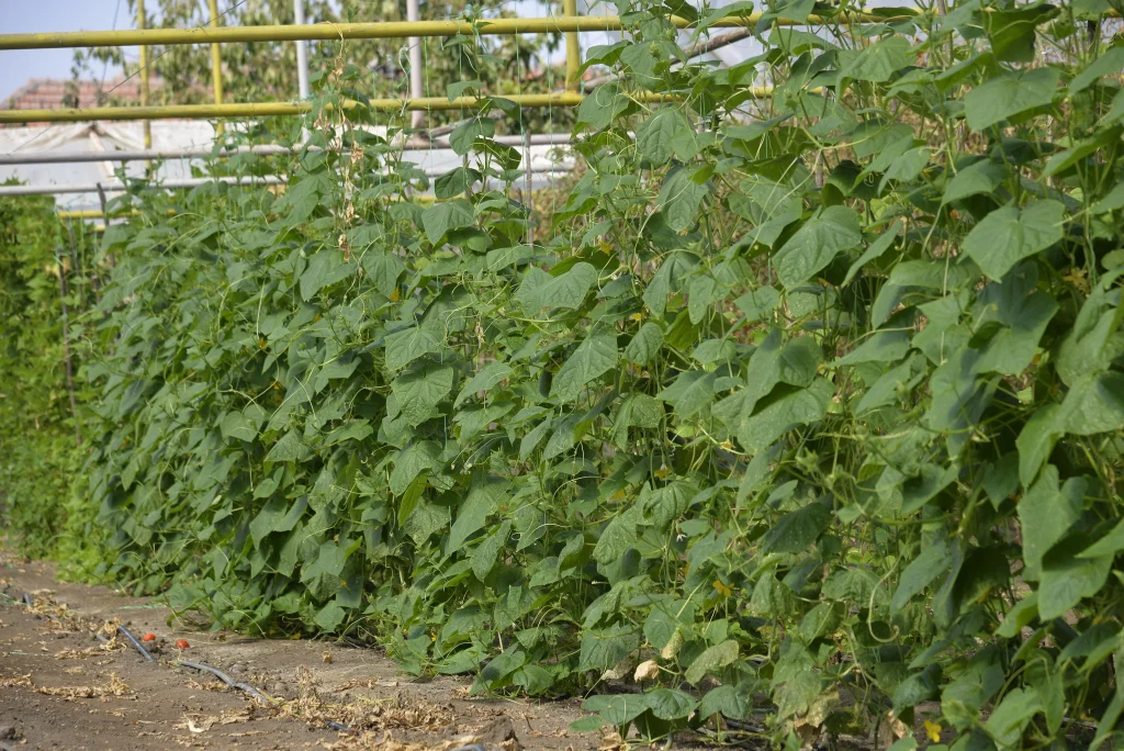 Lungu Mihail, producător de legume