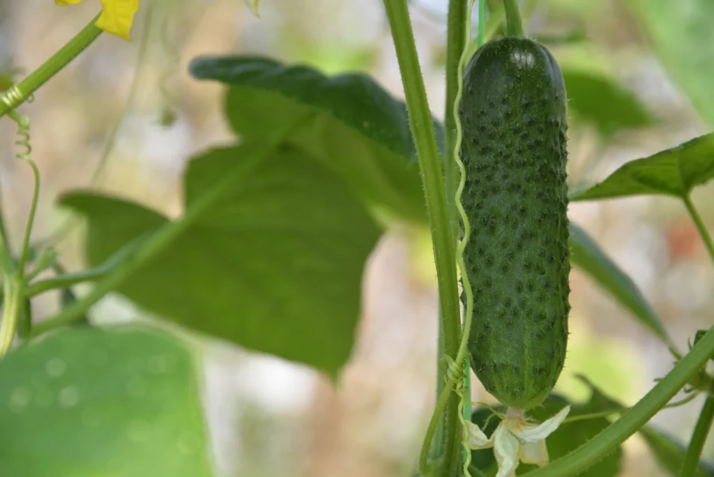 Lungu Mihail, producător de legume