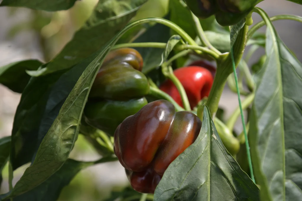 Lungu Mihail, producător de legume