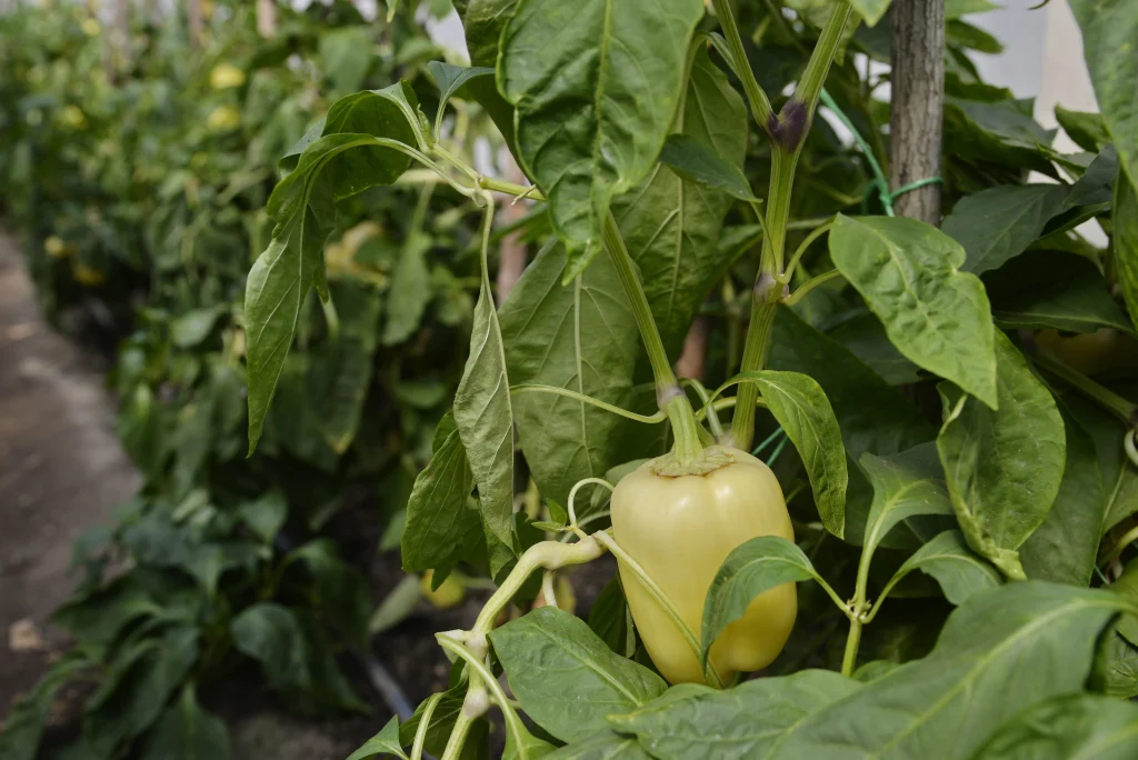 Lungu Mihail, producător de legume
