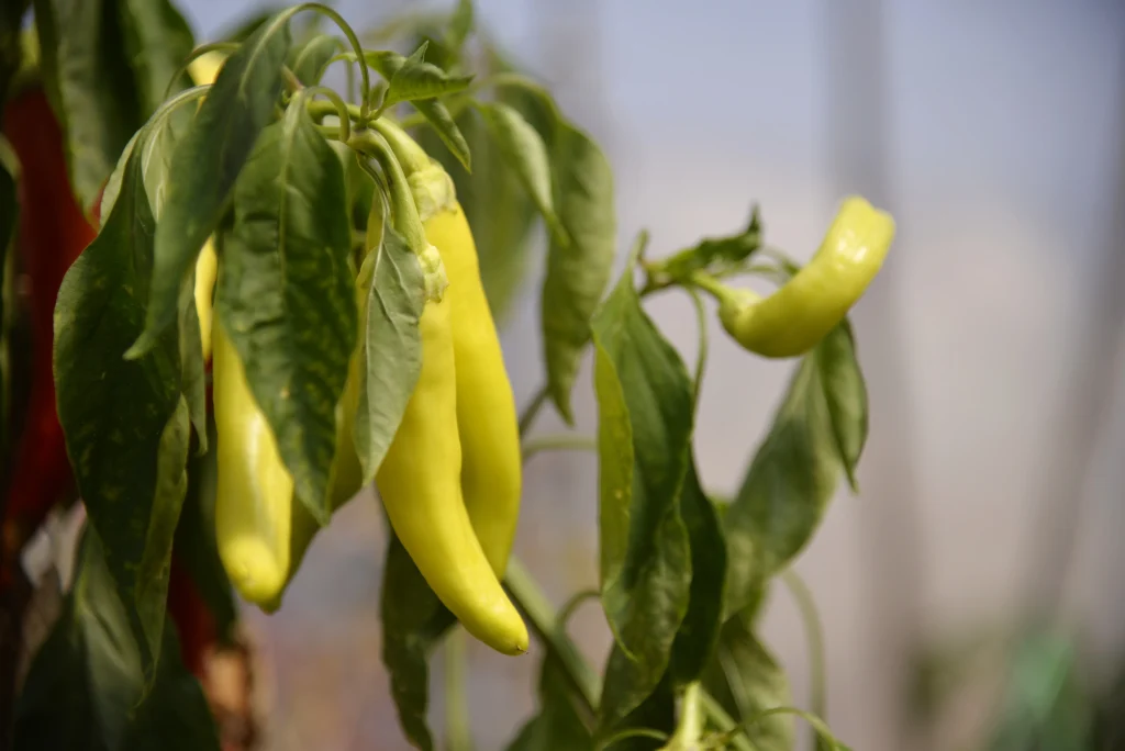Lungu Mihail, producător de legume