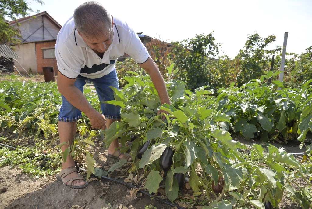 Lungu Mihail, producător de legume