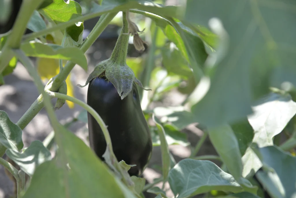 Lungu Mihail, producător de legume
