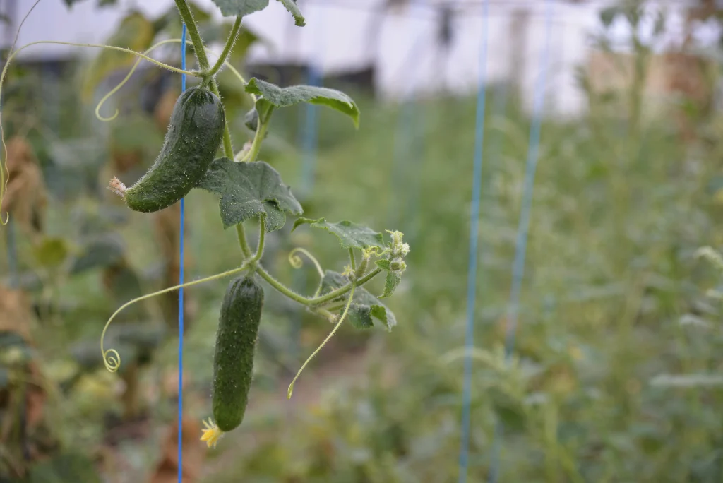 Popuș Daniel, producător de legume