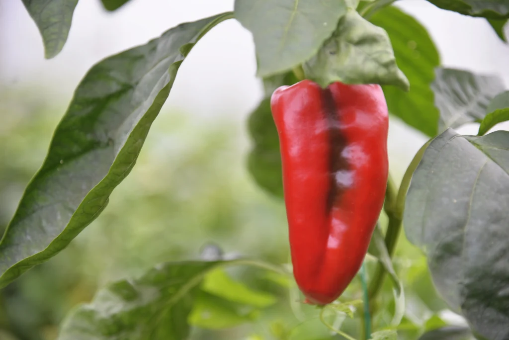 Stoican Constantin, producător răsaduri și legume