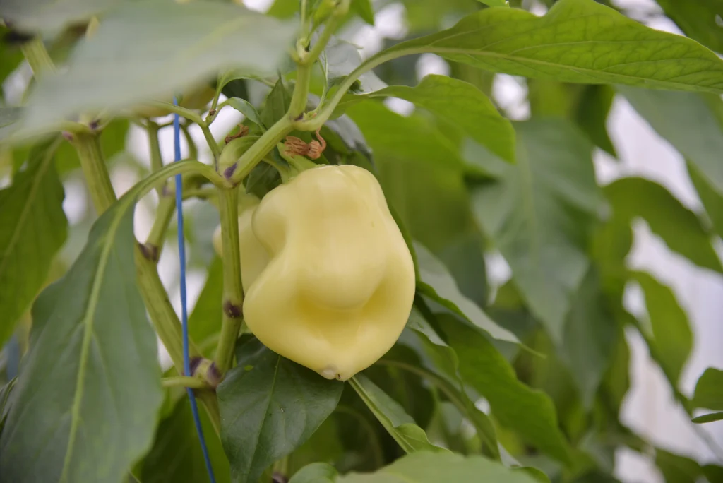 Stoican Constantin, producător răsaduri și legume