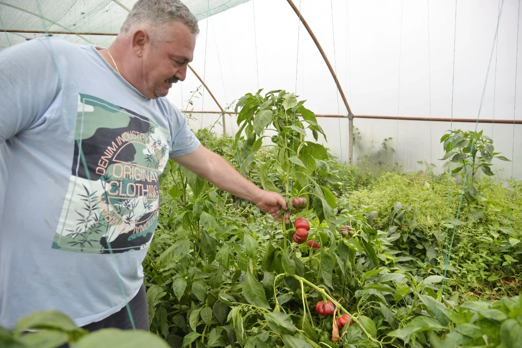 Stoican Constantin, producător răsaduri și legume