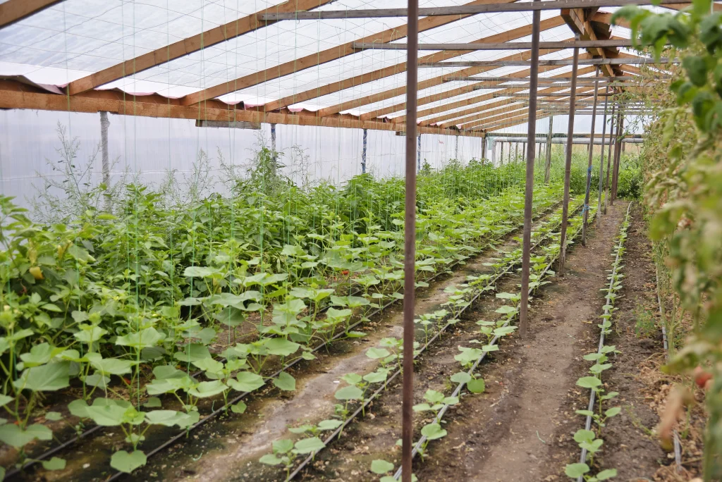Vichente Sebastian, producător legume și răsaduri
