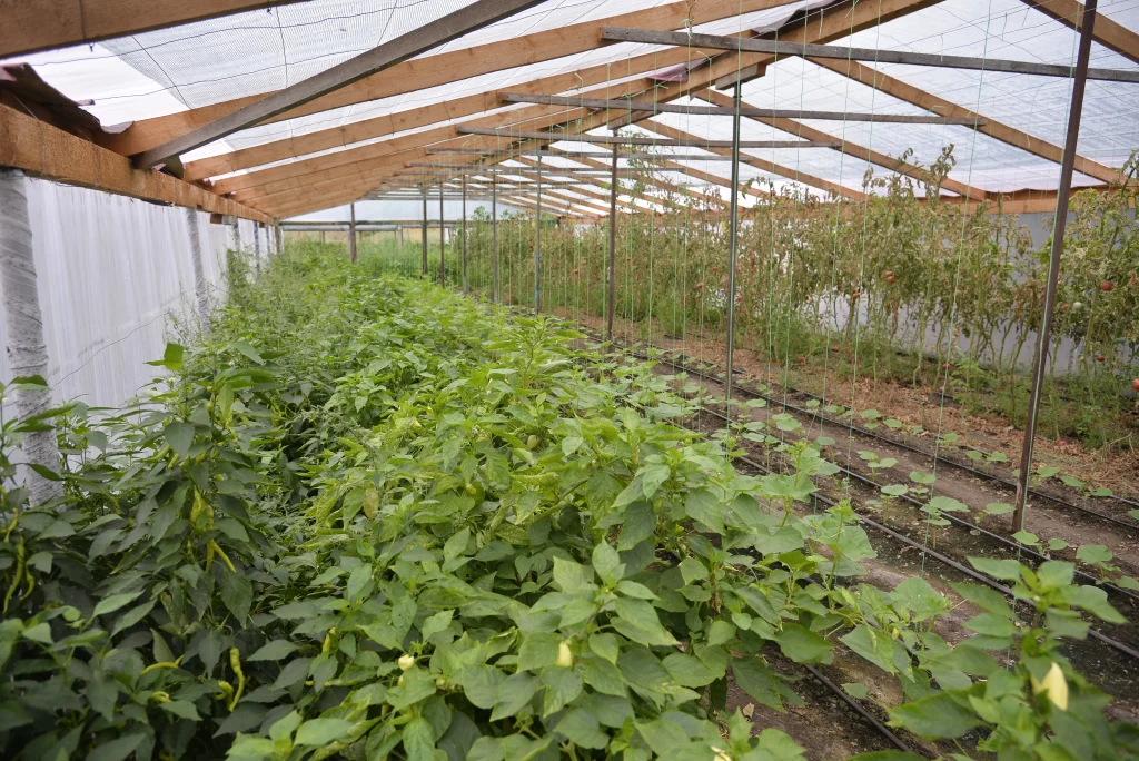 Vichente Sebastian, producător legume și răsaduri
