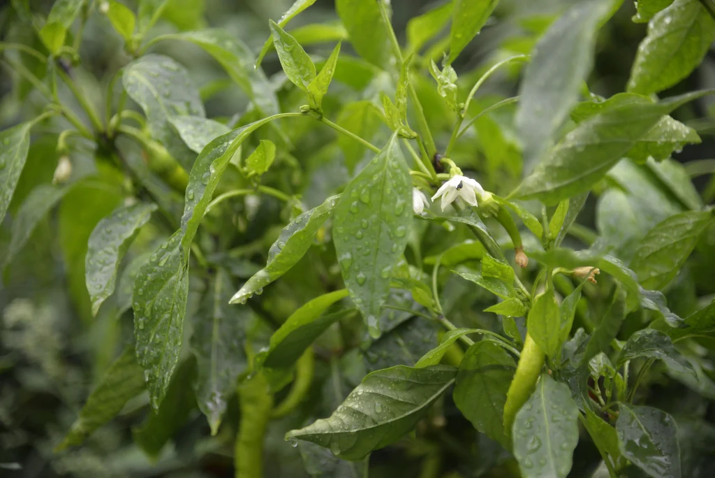 Vichente Sebastian, producător legume și răsaduri