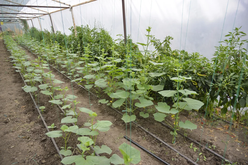Vichente Adrian, producător de legume