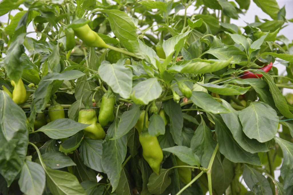 Vichente Adrian, producător de legume