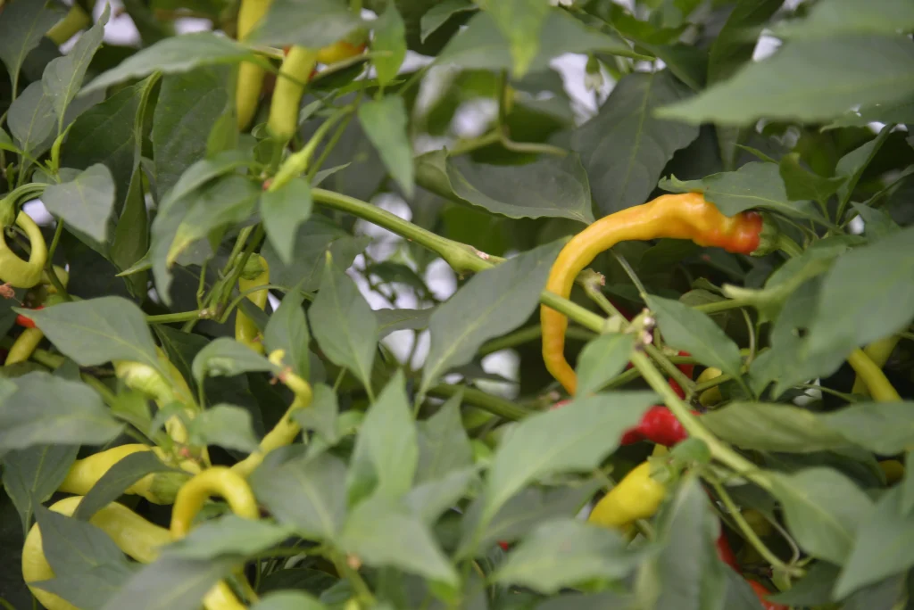 Vichente Adrian, producător de legume