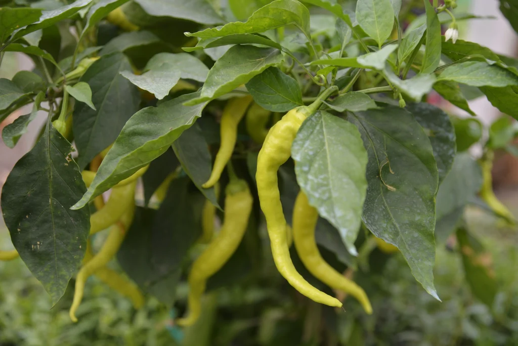 Vichente Adrian, producător de legume