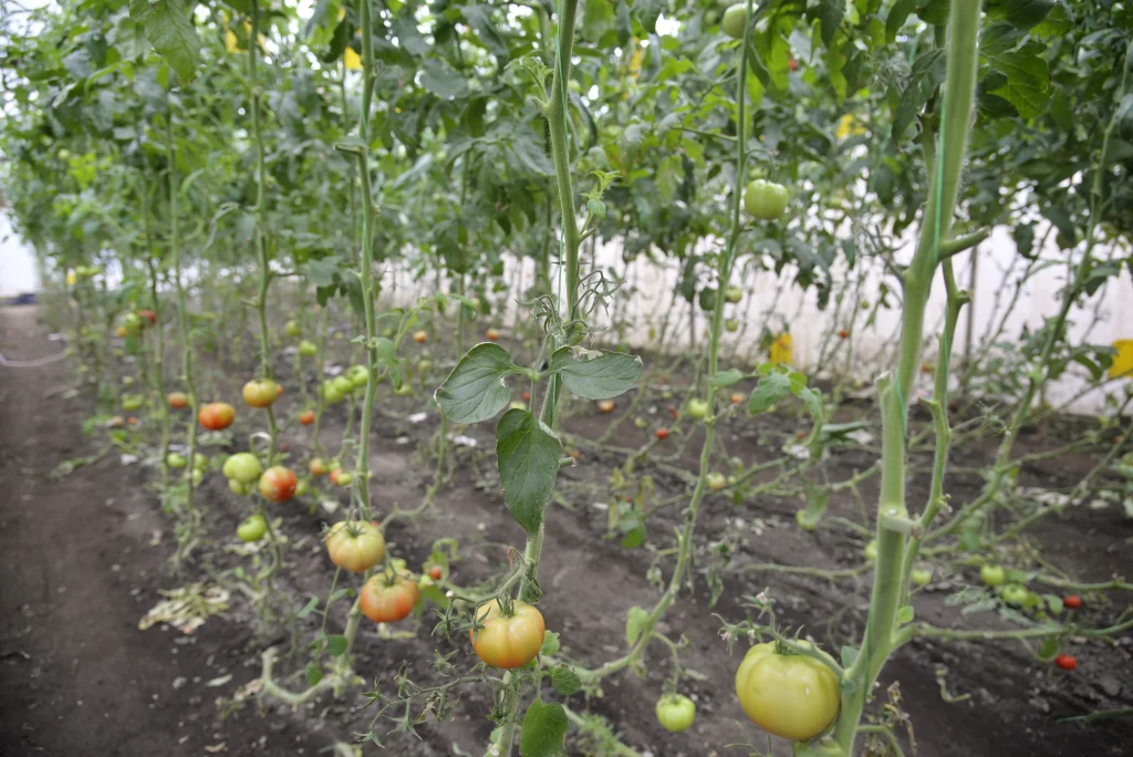Fetti Leon, producător de legume