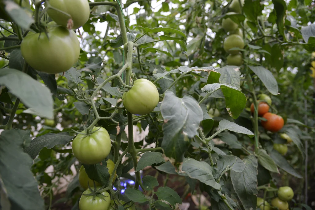 Fetti Leon, producător de legume