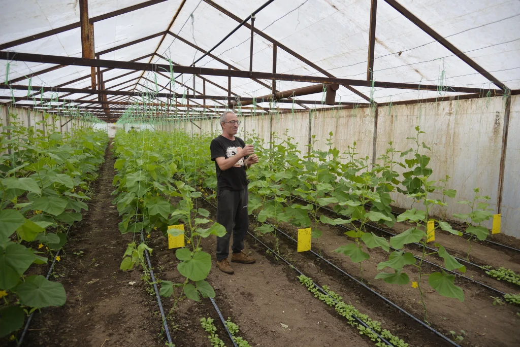Fetti Leon, producător de legume