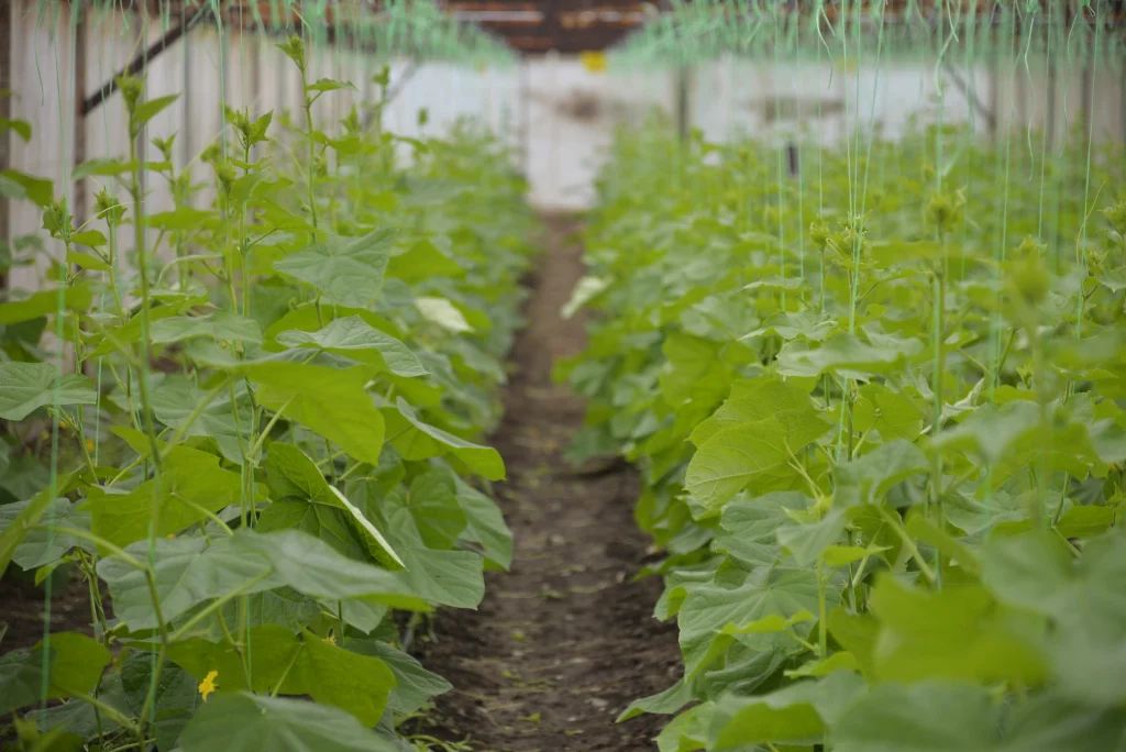 Fetti Leon, producător de legume