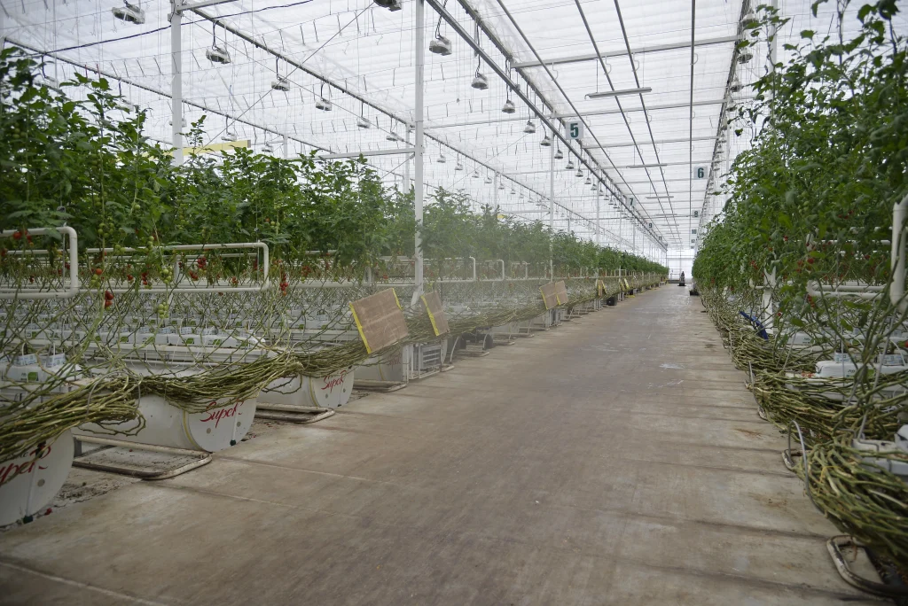 Serele Super Cooperativa Agricola