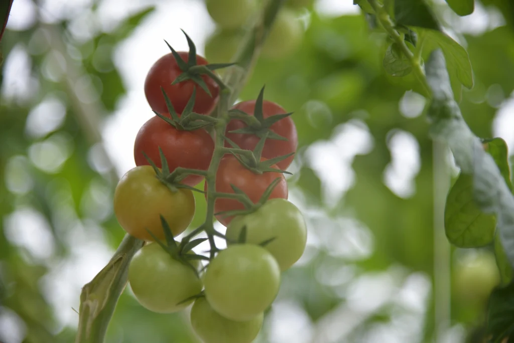 Serele Super Cooperativa Agricola