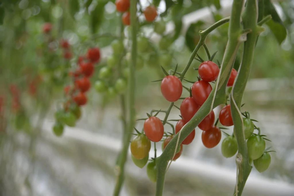 Serele Super Cooperativa Agricola