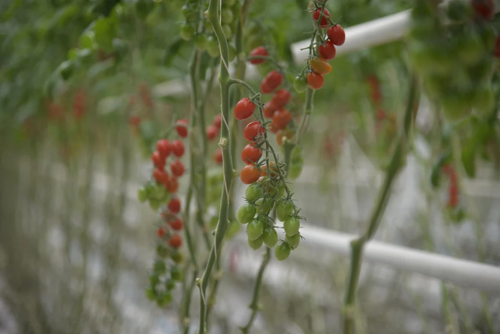 Serele Super Cooperativa Agricola