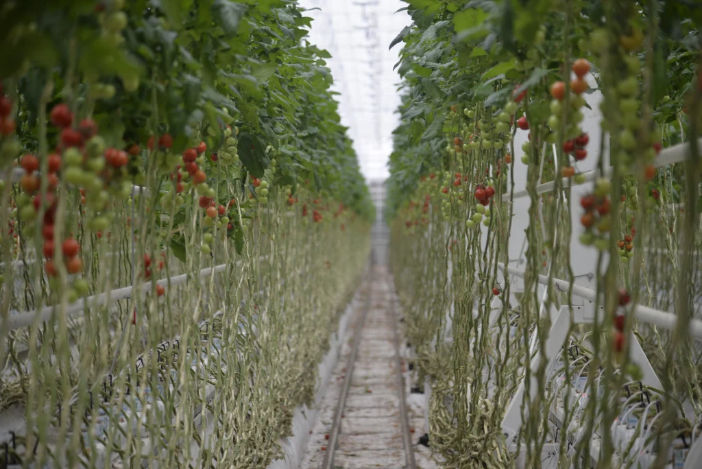 Serele Super Cooperativa Agricola