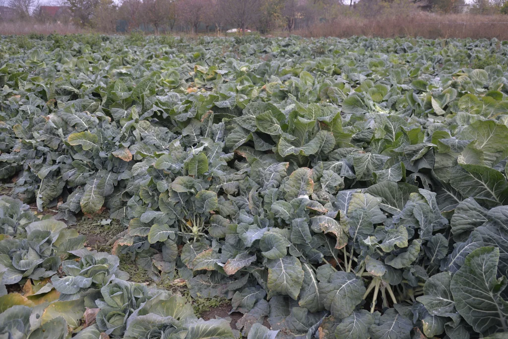 Leuștean Isabela, producător de legume
