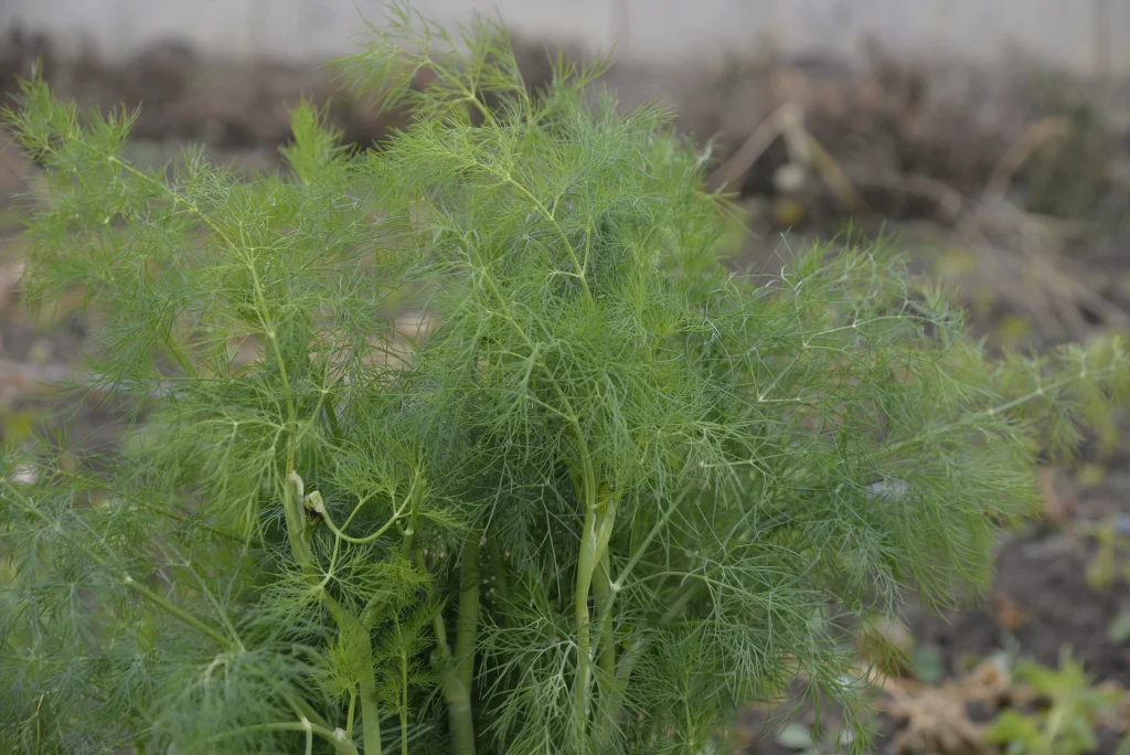 Leuștean Isabela, producător de legume