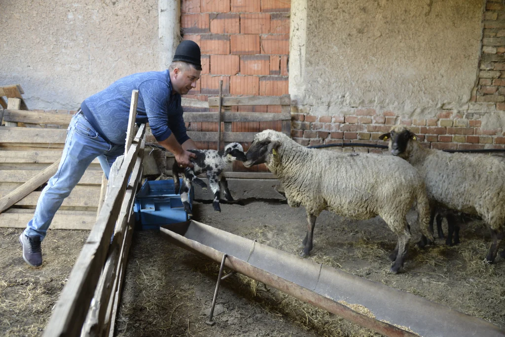 Hînsa Dumitru, crescător de ovine